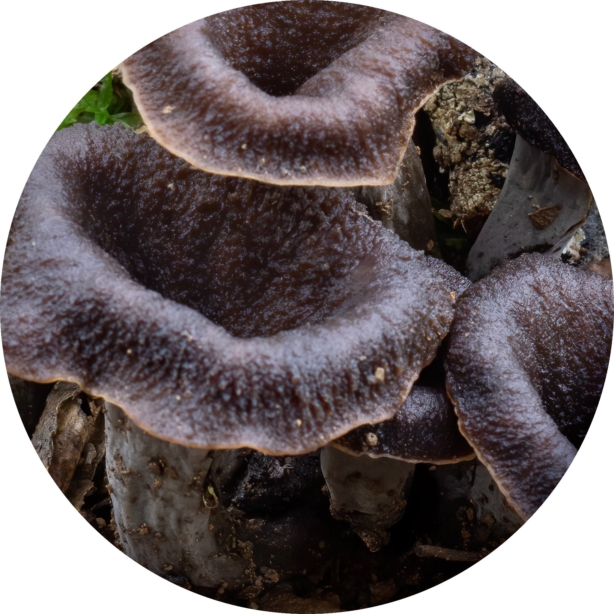 black trumpet mushroom